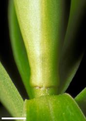 Veronica evenosa. Leaf bud with no sinus. Scale = 1 mm.
 Image: W.M. Malcolm © Te Papa CC-BY-NC 3.0 NZ
